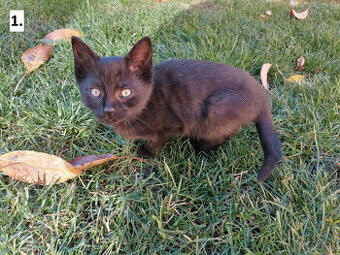 Darujem mačiatka - 1