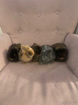 Zakrslý králik s Teddy génom