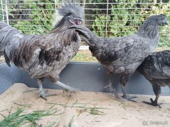 Predám sliepky gh mong