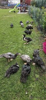 Predam cincke kacky - 1