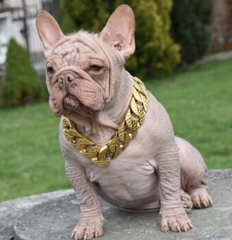 Francúzsky buldoček hairless krytie aj mozno predaj