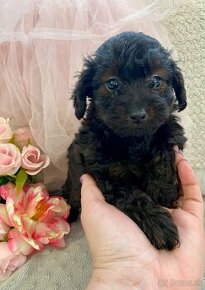 toy pudel hybrid toy poodle maltipoo, cavapoo, shihpoo - 1