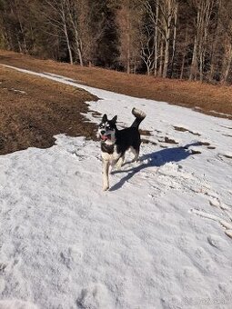 Husky na krytie