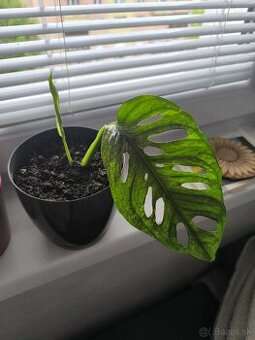 Monstera Adansoni