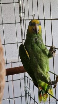 Predám Amzoňana Venezuelskeho 2,5 ročný