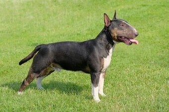 BULTERIER-BULLTERIER-BULLTERRIER