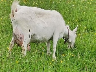 kupim kozu