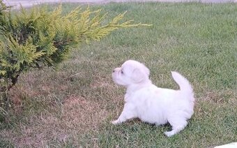 Mini maltezak