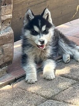 Sibírsky Husky