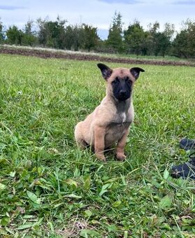 Belgický ovčiak Malinois šteniatka s PP