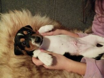 Jack Russell Teriér šteniatka