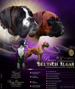 Šteniatka nemeckého boxera s preukazom pôvodu