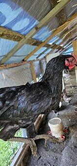 Predam mladeho kohuta