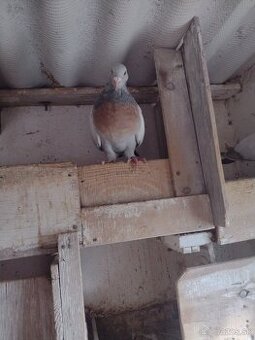 Predam holuby Koburske skovranky.