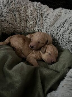 Pudel Toy/trpaslik bez pp