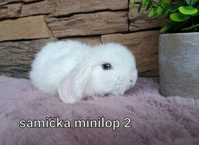Minilop , zakrslý králik , zakrslý zajko , zajac , králik