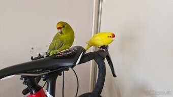 Kakariki