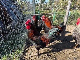 Maranská medenokrká - kohúty