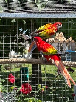 Rozela pestra GG opalin