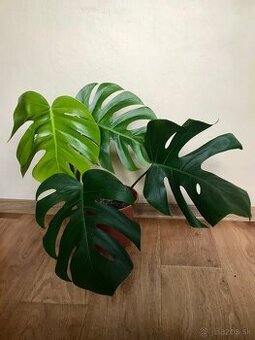 Monstera deliciosa 4