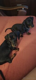 Jazvečík kratkosrstý