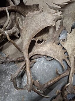 Dančie lopaty, parožie, zhody