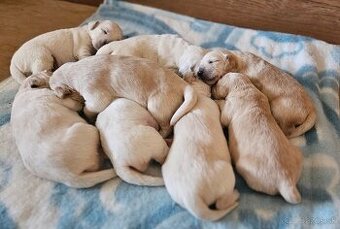 Zlatý retriever