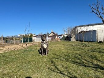Na krytie Cane Corso
