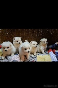 Pomeranian