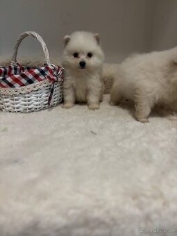 Pomeranian