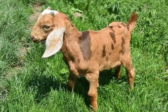 Predam Anglonubijske kozliatka