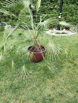 Palma konopná Chamaerops excelsa
