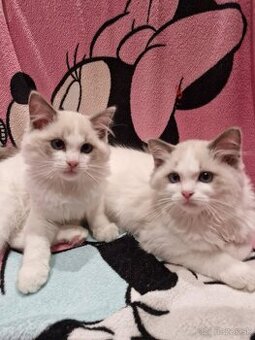 Ragdoll mačiatka