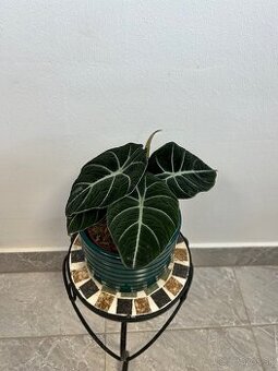 Alocasia Black Velvet