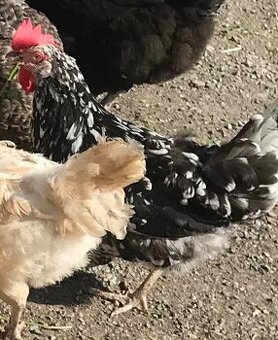 Leghorn exchequier - dominant