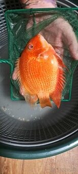 Americké cichlidy