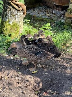 Predam indickych bezcov