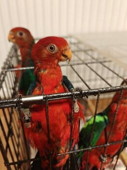 Predám papagáje