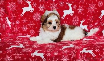 Yorkshire teriér, Biewer, Biro, Yorkshire teriér s PP - 1