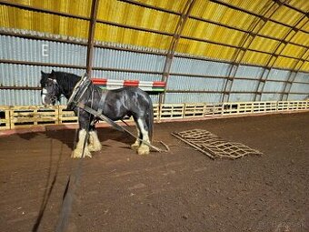 Pripúštanie Írsky Cob