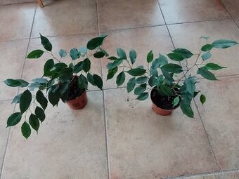 Drobnollistý ficus 1ks/3,90€+pošta
