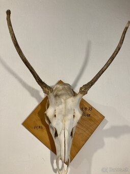 Poľovnícke trofeje