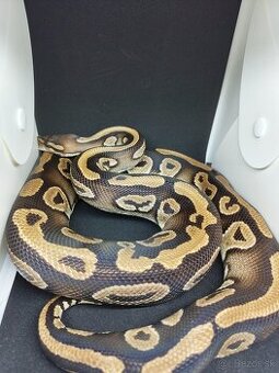 Pytón kráľovský-Python regius