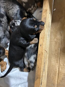 Jazvečík trpasličí