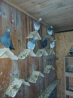 Predam anglicke tiplere