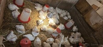 Brojlerové kurence,Kurča,Kura,morka,big 6