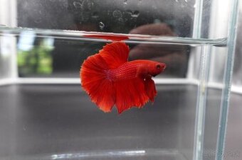 Betta red halfmoon samec