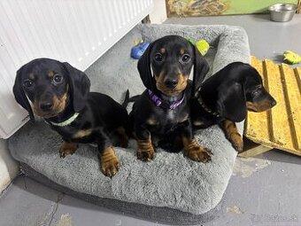 Jazvečík kratkosrstý