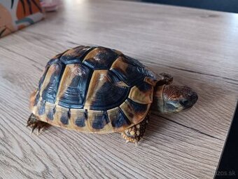 Testudo hermani 2 2024