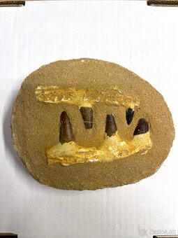 Predám skamenelinu - Mosasaurus čelusť